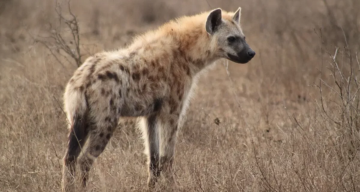 Hyenas are the most common large carnivore in Africa