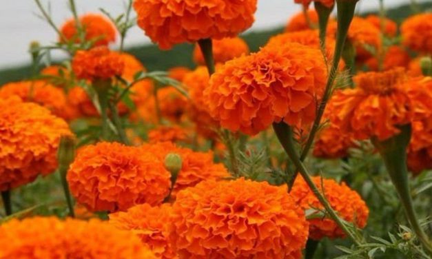 Marigold – uses, types and cultivation