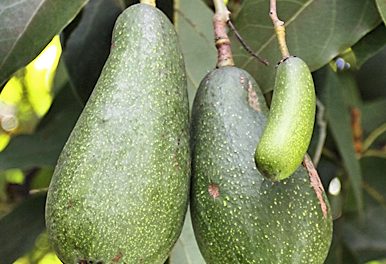 The avocado is a tree originating in the America