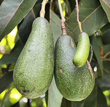 The avocado is a tree originating in the America