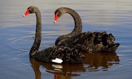 Black swan is an unmistakable water bird