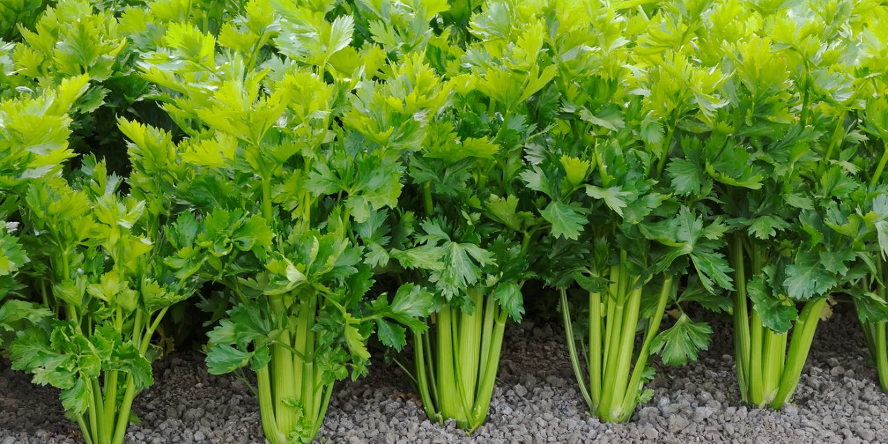 A brief description about Celery farming