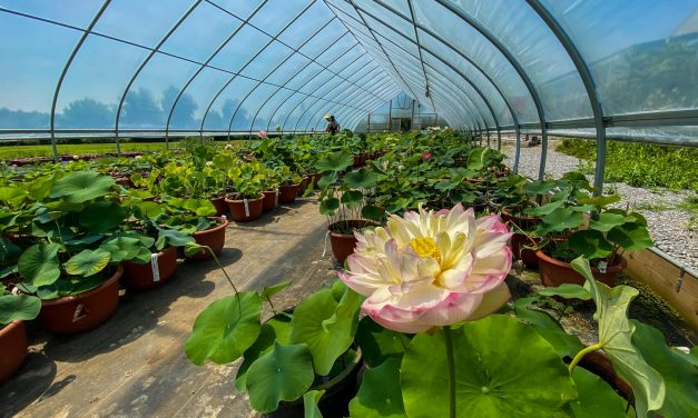 Lotus Cultivation: A Potential Field of Earning