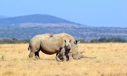 The white rhino is the second largest mammal