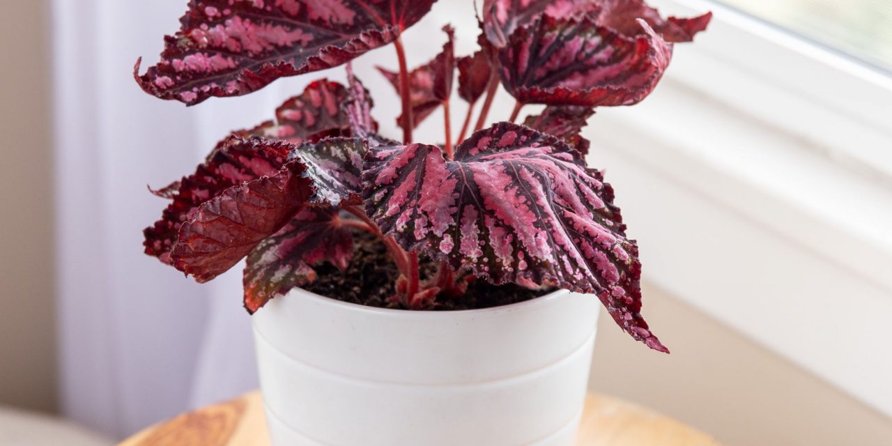 Learn about the 11 Best Houseplants for Apartments