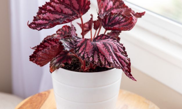 Learn about the 11 Best Houseplants for Apartments