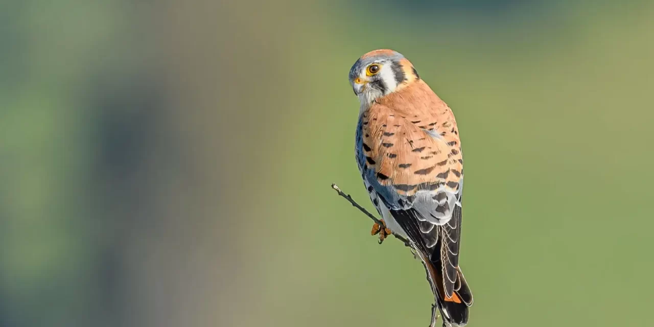 American kestrel is smallest & common falcon in North America
