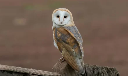 Barn owl is most widely distributed species of owl