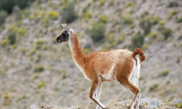 Guanaco is the biggest wild camelid family in South America