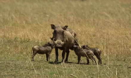 Common warthogs are medium-sized wild the pig family