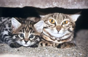 BLACK-FOOTED cat is one of the world’s smallest cats