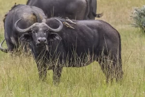 African buffalo are large, heavy cow to native Africa