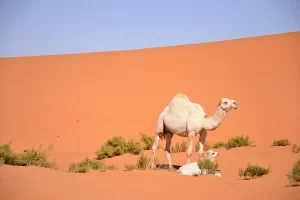 Dromedary camels are large hoofed animals
