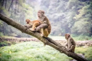 The Rhesus macaque is monkey of the Old World