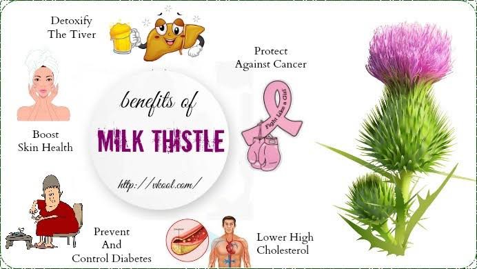 Milk Thistle: Use, Benefits and Side Effects