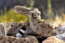 Western diamondback rattlesnake is a medium-sized venomous snake