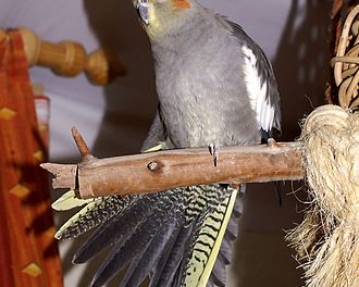 The cockatiel is the single species in its genus