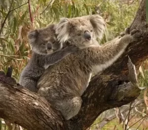 Koala bear – Nutrition, Habits and Facts