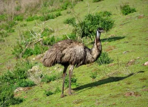 The emu is one of the most famous animals of Australia