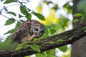 Barred owls are large nocturnal birds & unique vocalizations