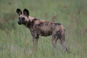African wild dog is the largest indigenous canid in Africa