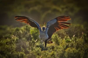 Secretary bird is a large, terrestrial bird of prey endemic to Africa