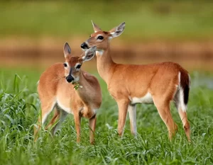 White-tailed deer, also called the Virginia deer