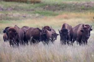 American bison is a large ungulate mammal