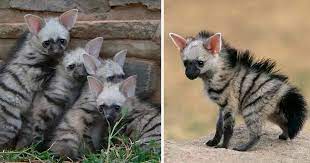 Aardwolf is an insectivorous mammal, native to Africa