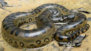 Anaconda belongs to the boa family and biggest snakes