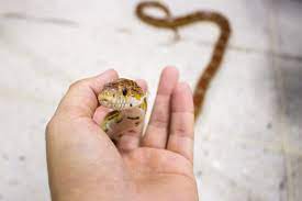Corn snake is a North American species of rat snake