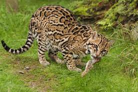 Ocelot is the biggest of the small spotted cat species