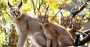 Caracal is a graceful, slender, cat with a short, thick coat