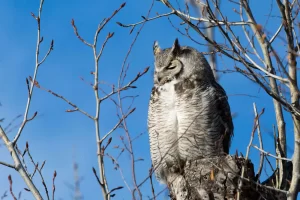 The Great horned owl is a round-faced bird