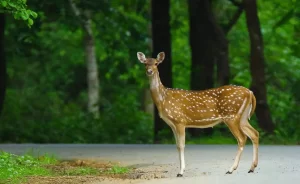 Axis deer is beautiful mammal with spotted body & short tail