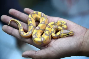The Ball python is a nonvenomous python species