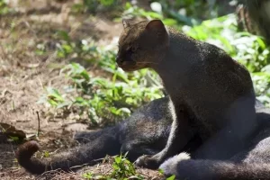 Jaguarundi is amongst the most unusual of cat species