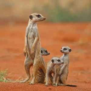 Brief description about small catlike carnivores meerkat