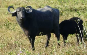 Water buffalo is a large bovid native to the Indian