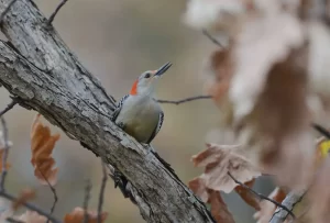 Red-bellied woodpeckers are medium-sized forest birds