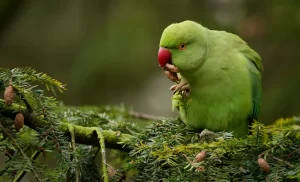 The Rose-ringed parakeet is a medium-sized parrot