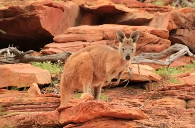 Kangaroo is the biggest marsupial alive today