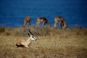 Springbok is a small antelope, reddish-brown with a pale underside