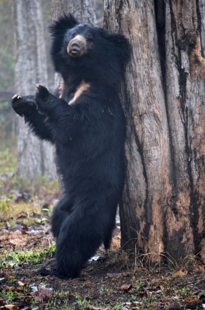 The Sloth bear is a myrmecophagous bear species