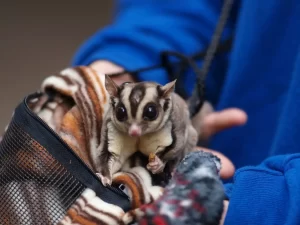 Sugar glider shares similar habits & look with the Flying squirrel
