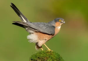 Eurasian sparrowhawk is small bird of prey with short, broad wings