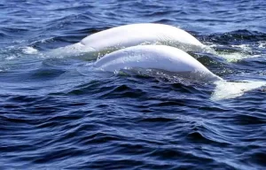 Brief description about beluga whale or white whale