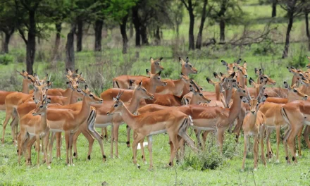 Impala is an elegant and magnificent species of antelope