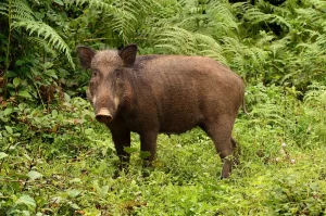 The Wild boar has a rather extensive natural range