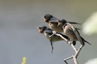Barn swallow is the most widespread species of swallow
